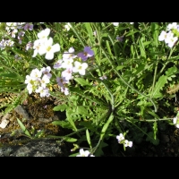 Solidago Virgaurea (ss-esp. Alpestris) (fam. Composees) (Europe) (02)